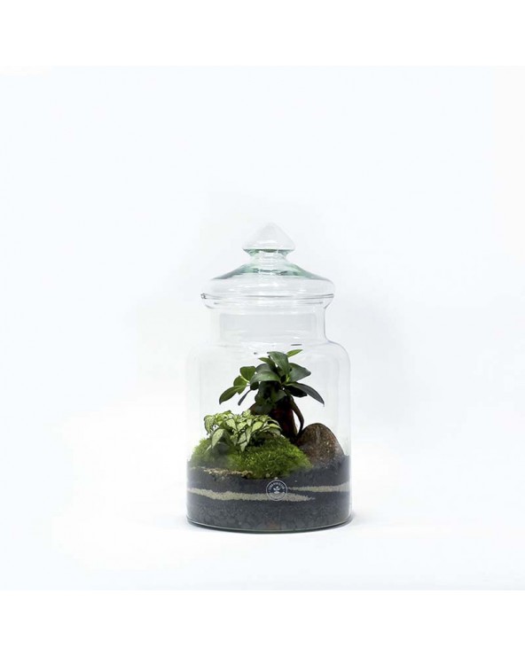 TerraViva Design Nano Garden Bonsai M
